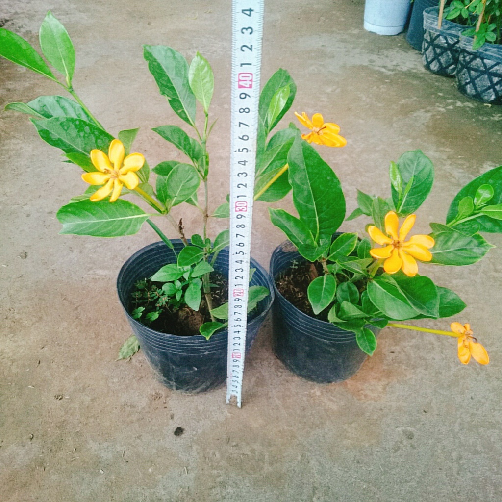 Cây Lài Hoàng Đế