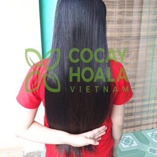 Dầu gội thảo dược Hà thủ ô