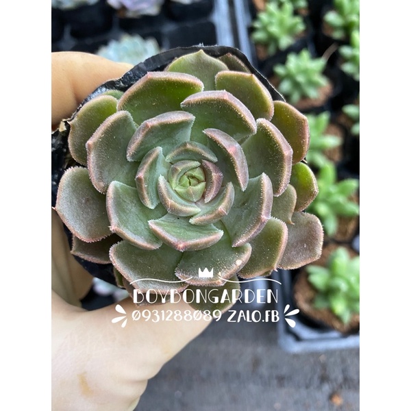 ⚡ [Ảnh thật] ❤ [FreeShip]