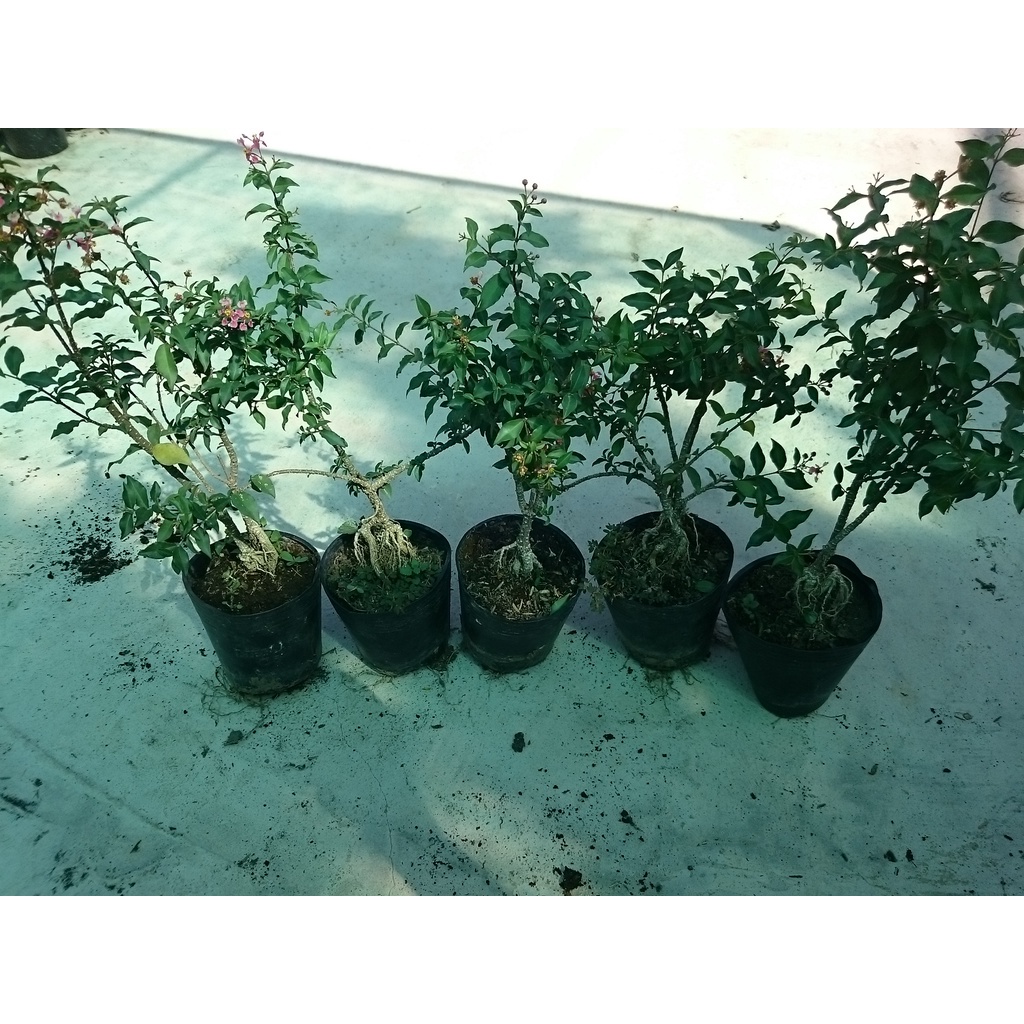 Cây Hồng Ngọc Mai Bonsai - cây cảnh bonsai - caykiengsadec