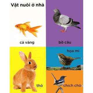 100 Từ Mới - Các Con Vật