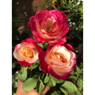 Hoa Hồng Ngoại Double Delight