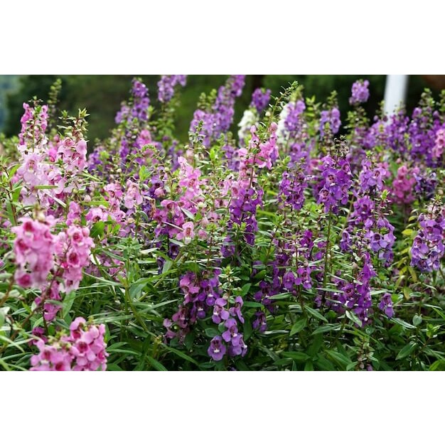 Cây Angelonia goyazensis Japanese Violet (Violet Nhật Bản, hoa màu ngẫu nhiên) chậu nhựa 8cm