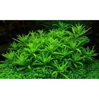 Cây sao nhỏ ( 1 chậu 4 ngọn lớn)