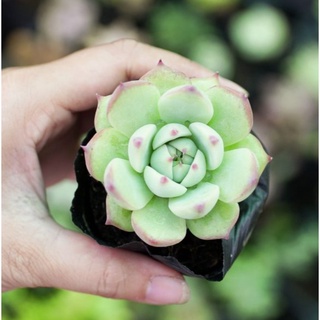 Sen đá bánh bao xanh - đà lạt - lỗi 1 đổi 1 - size 5-7cm