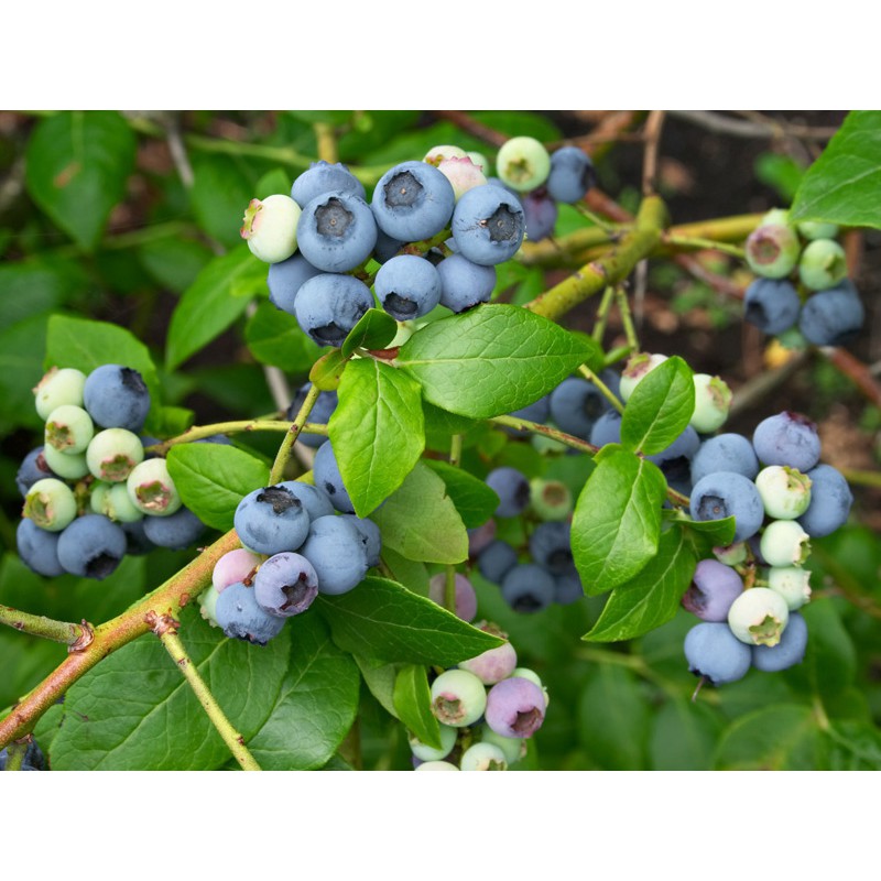 Việt quất sấy khô Only Nature 450g/túi (Blueberries)