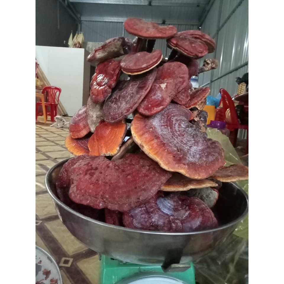 Nấm lim xanh chuẩn rừng tự nhiên