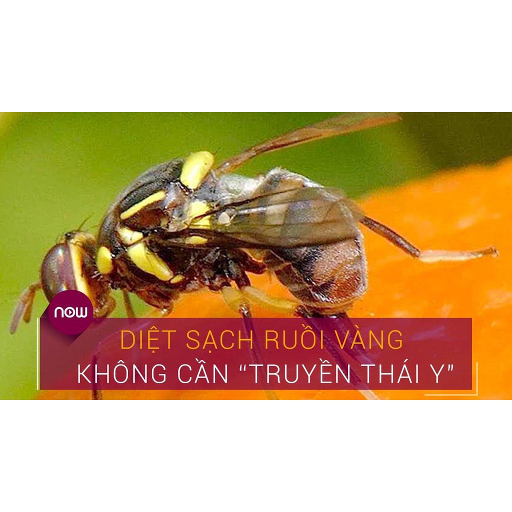 Thuốc diệt ruồi vàng, chai xịt diệt côn trùng