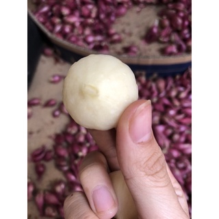 Tỏi Cô đơn