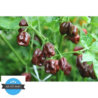 5 Hạt Giống Ớt Siêu Cay Red Habanero