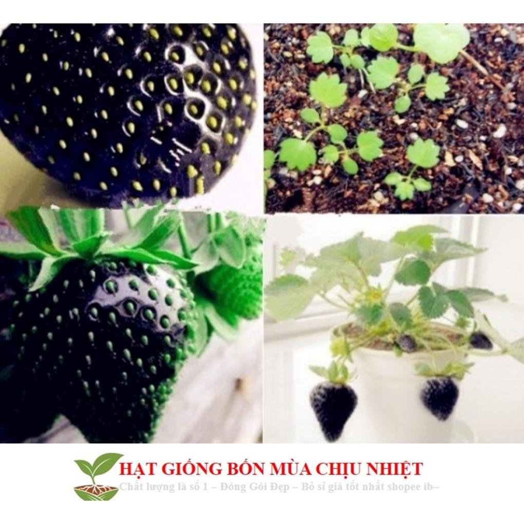 Gói 50 Hạt giống Dâu tây Đen Chịu Nhiệt  ĐẾN MÙA TRỒNG TẾT  KHUYẾN MẠI TẾT