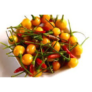 Gói 30 hạt giống Ớt Peru Aji Charapita Mắc Nhất Thế Giới (Capsicum chinense)
