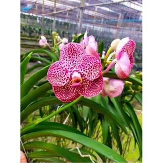 Vanda trưởng thành chọn màu được