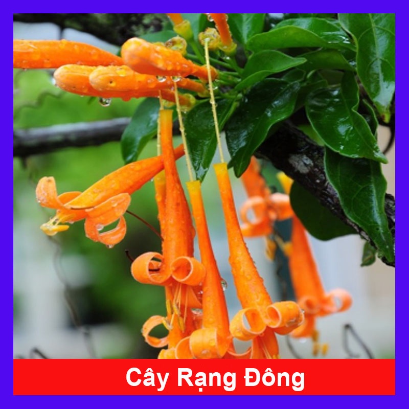 Cây rạng đông ( chùm ớt ) - cây cảnh đẹp - caykiengsadec