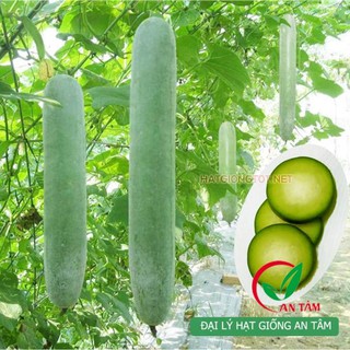 Hạt Giống Bí Đao (Bí Sặt) 2g