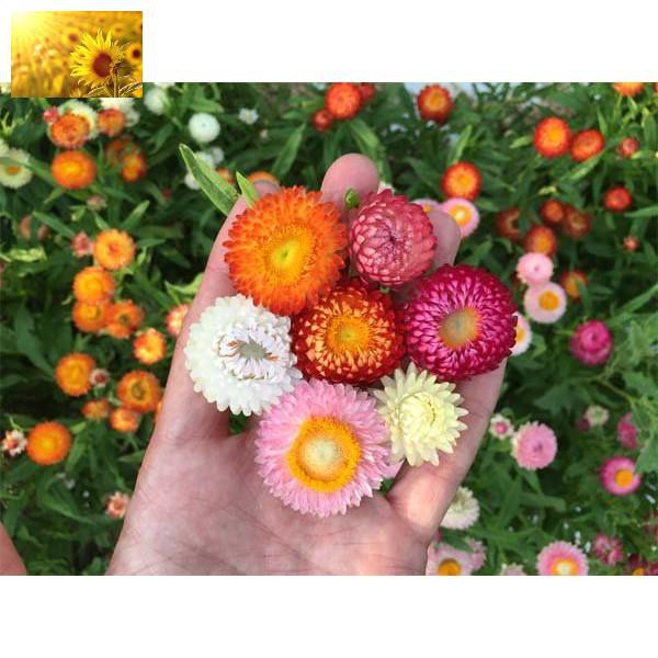 Hạt Giống Hoa Cúc Bất Tử Mix Nhiều Màu (100 Hạt)  - MUA 3 TẶNG 1 CÙNG LOẠI
