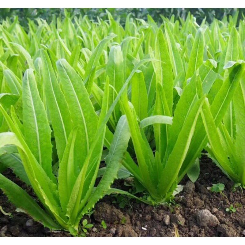 Hạt giống rau diếp thơm 1k.