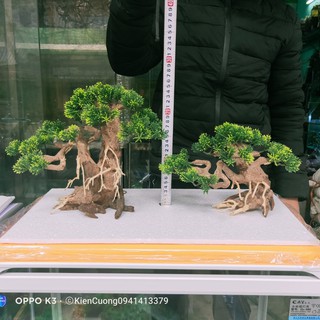 Mô hình Cây gỗ lũa thủy sinh SIZE đại Có tán lá dùng cho bể cá cảnh