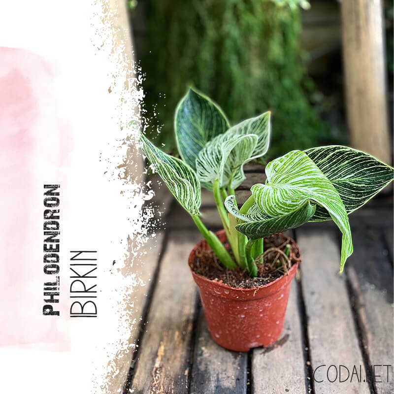 Cây Philodendron Birkin (Trầu Bà Birkin, Trầu Bà Kim Cương) chậu nhựa