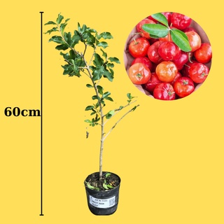 Cây giống Sơ Ri Thái Ngọt