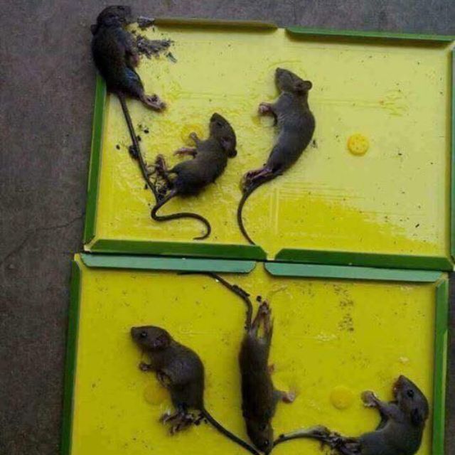 Miếng dính chuột mouse &amp; rat