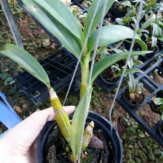 Hoa lan denro nắng Pensoda thơm