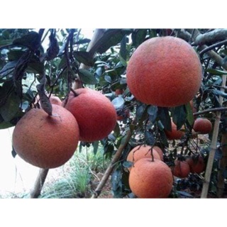 Cây giống bưởi đỏ