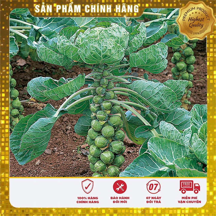 Hạt giống bắp cải mini F1 LUCKY SEEDS - 10 hạt