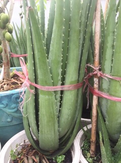 Cây Nha Đam giống Mỹ ( cây trưởng thành )