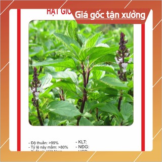 Hạt Giống Húng Quế 2Gram Hạt giống