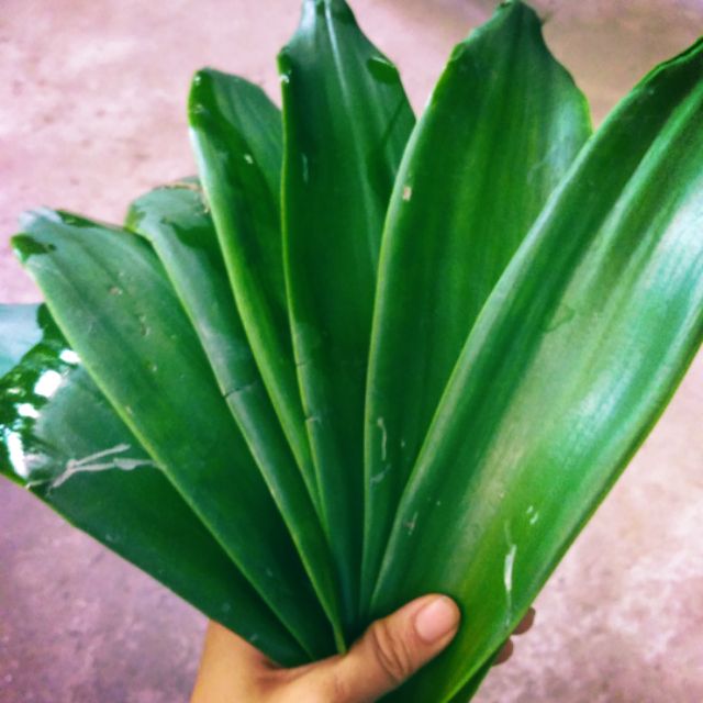 100g lá lược vàng