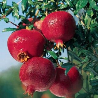 LỰU ĐỎ ẤN ĐỘ