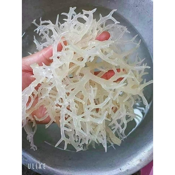 ✅ RONG SỤN RONG BIỂN TRẮNG NHA TRANG LOẠI 1