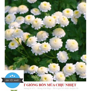Hạt Giống Cỏ Thơm Feverfew CÚC TANA 50 HẠT - Trị Đau Nửa Đầu ĐẾN MÙA TRỒNG TẾT
