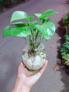 Chậu Trầu Bà Thuỷ Sinh