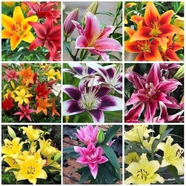 Hạt giống Hoa Ly Nhiều Màu 50 Hạt, Tỷ Lệ Nảy Mầm Cao, Trồng Được Quanh Năm - Khang Nông Seeds