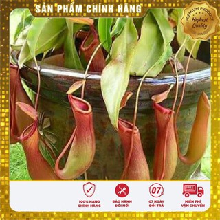 5 Hạt giống Cây nắp ấm (tặng gói Kích nẩy mầm và Hướng dẫn) VIETSEED