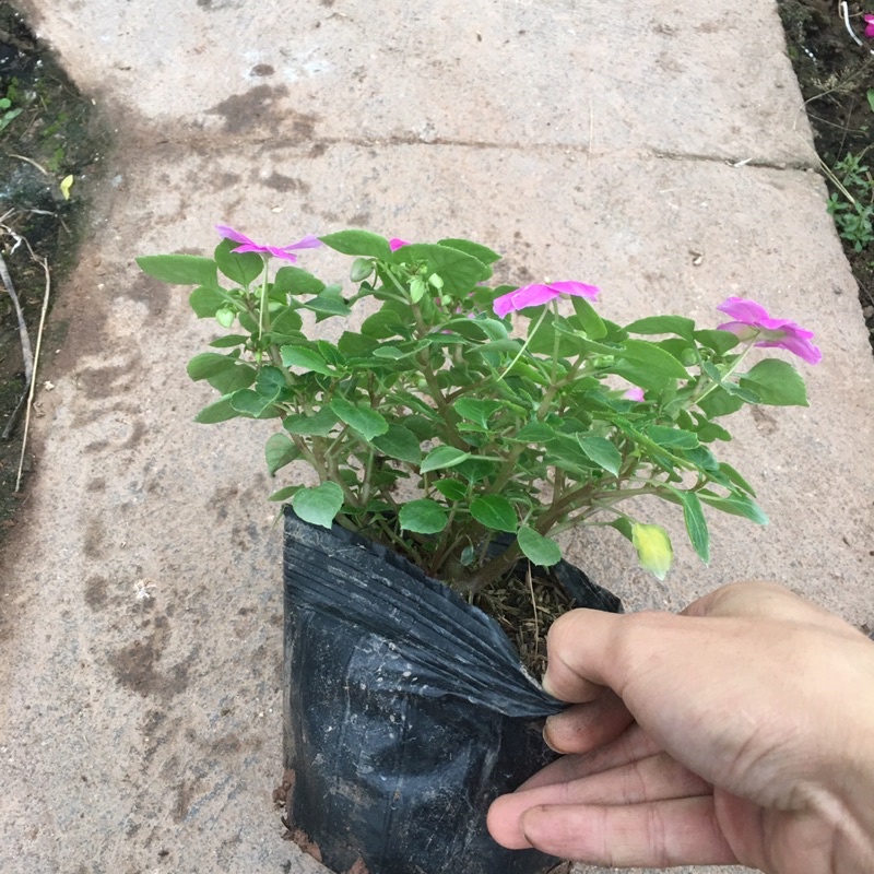 Hoa Ngọc Thảo Đơn Sẵn Nụ Và Hoa