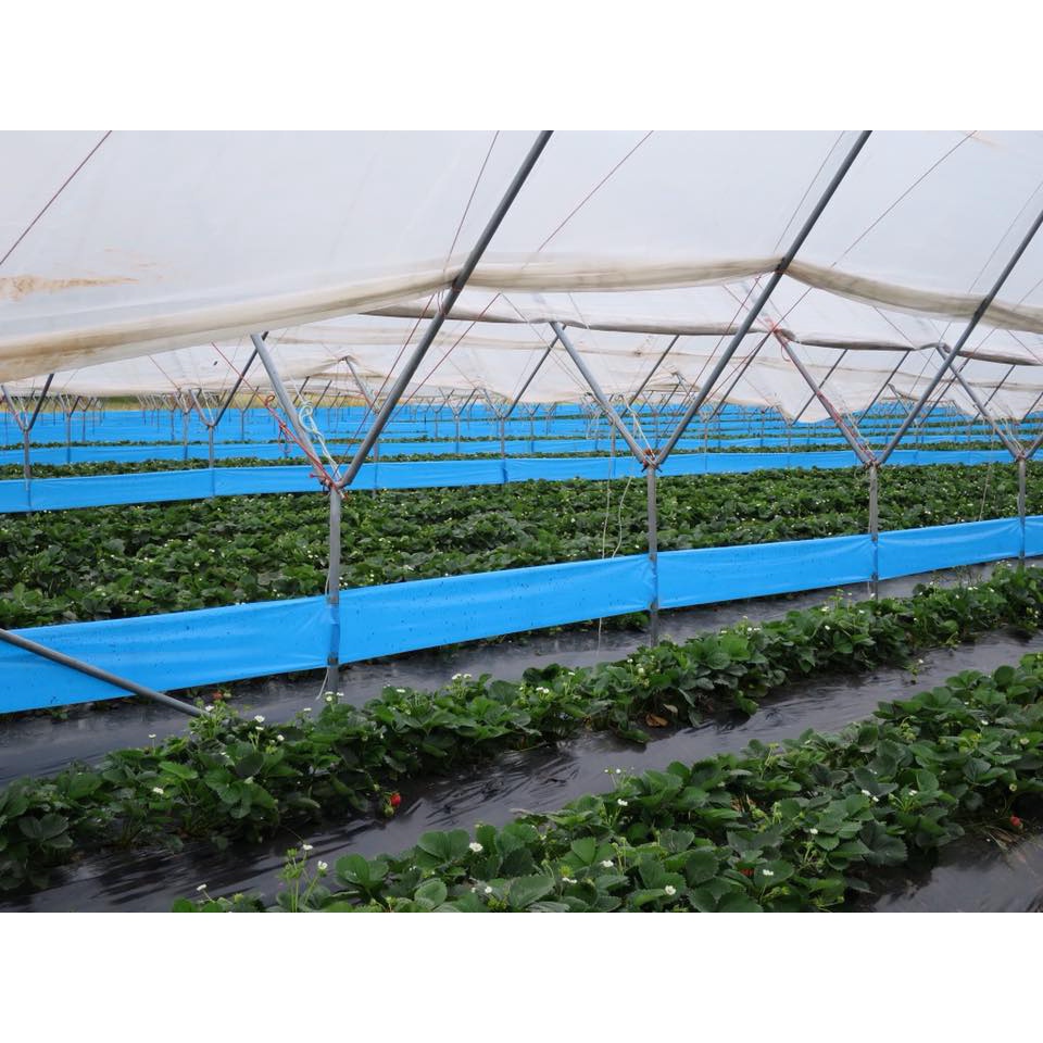 Bẫy Dính Côn Trùng Hàn Quốc 2 Mặt Dính, Cuộn Bẫy Dính Kích Thước 20cmx100m