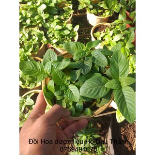 Chậu rau xá xị - Chậu to