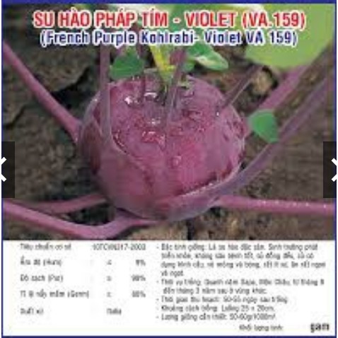 HẠT GIỐNG SU HÀO TÍM