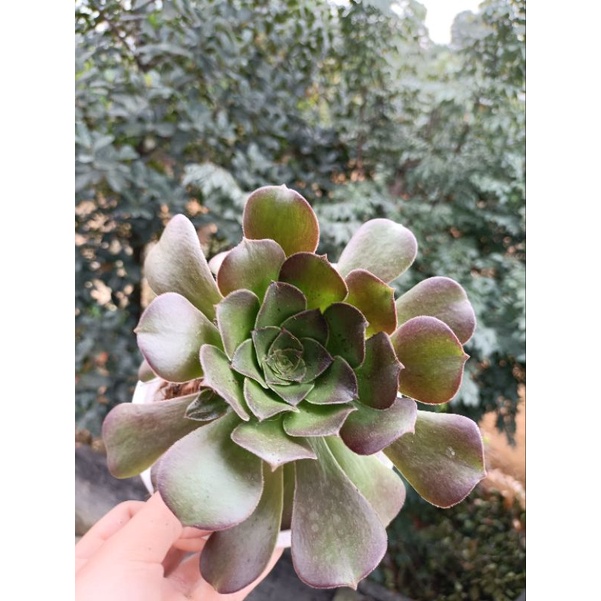 sen đá aeonium