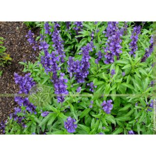 HẠT GIỐNG HOA NỮ HOÀNG XANH gói 1000 hath - Rau củ quả trồng tại vườn, sân thượng, nông trang, ban công