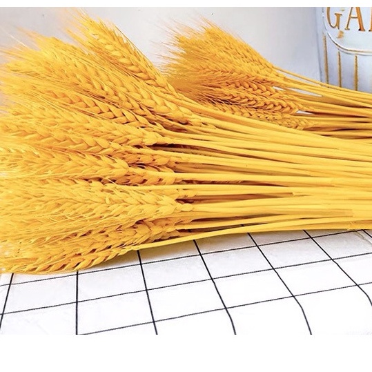 Cành Lúa mạch khô màu tự nhiên, Lúa Mạch Vàng decor chụp ảnh - House Decor