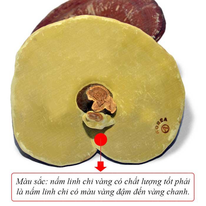 Nấm linh chi vàng thượng hạng Hàn Quốc đặc biệt túi xanh 1kg