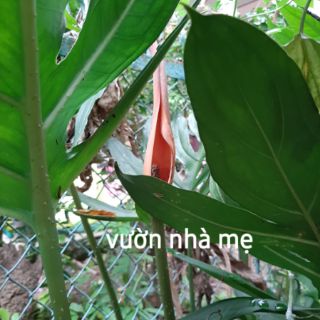 Cây móp gai ( ráy gai)