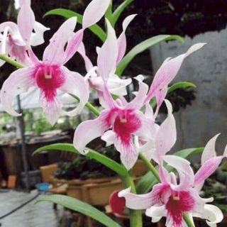 LAN DENRO NẮNG GIỐNG