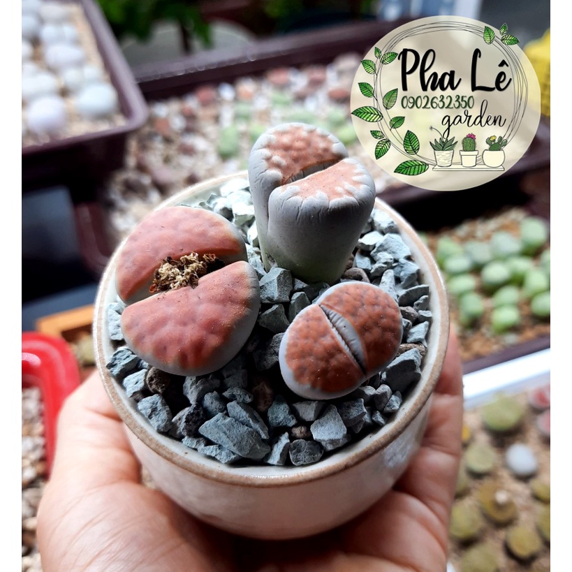 sen mông topred 1cm-3cm, giá tại vườn/ lithops