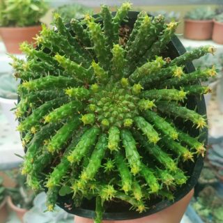 Sen đá bạch tuột size lớn