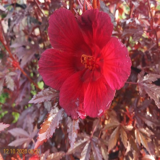 Cây bụp giấm Châu Phi ( Hibiscus lá đỏ)